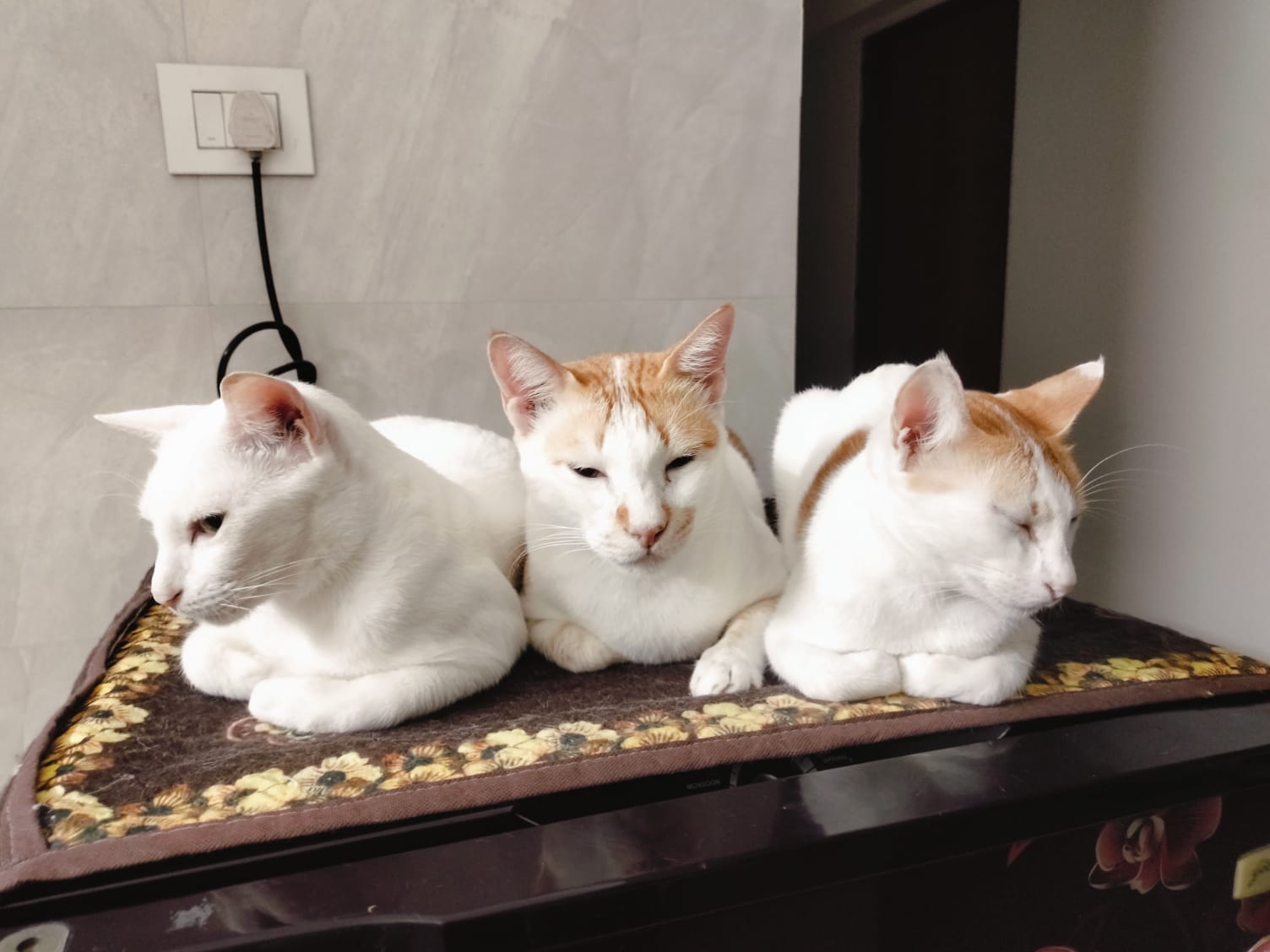 Cat lounging