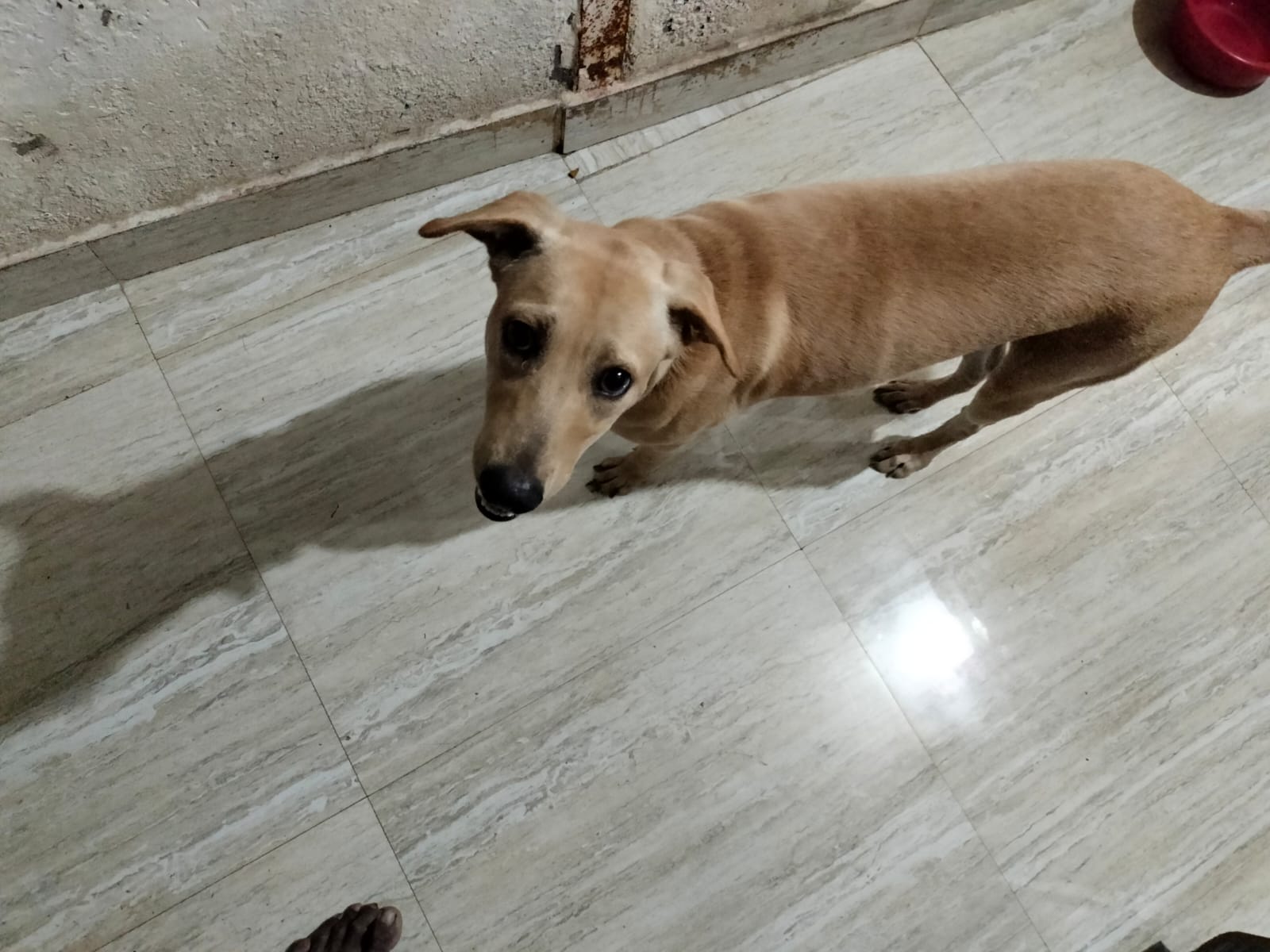 Person playing with dog
